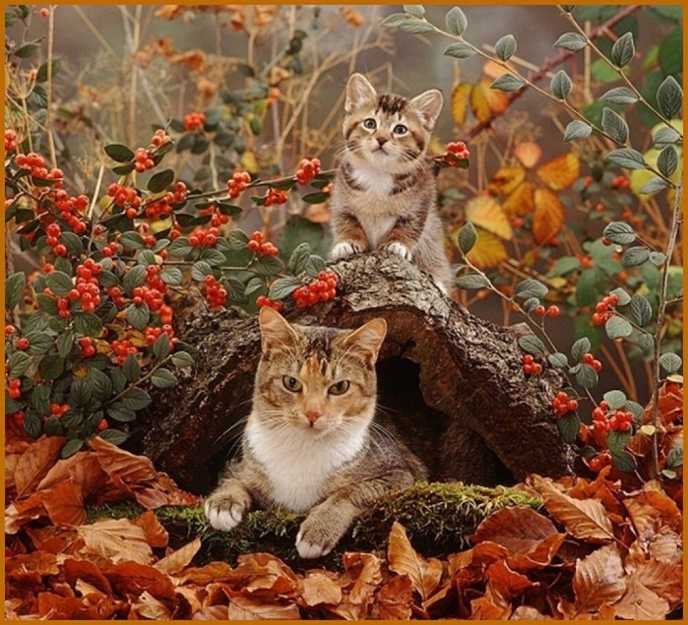 Рыжий кот осень
