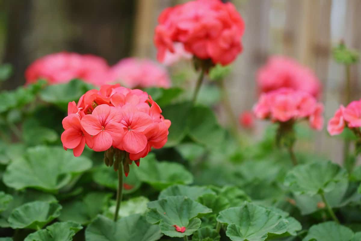 Red Pimpernel пеларгония