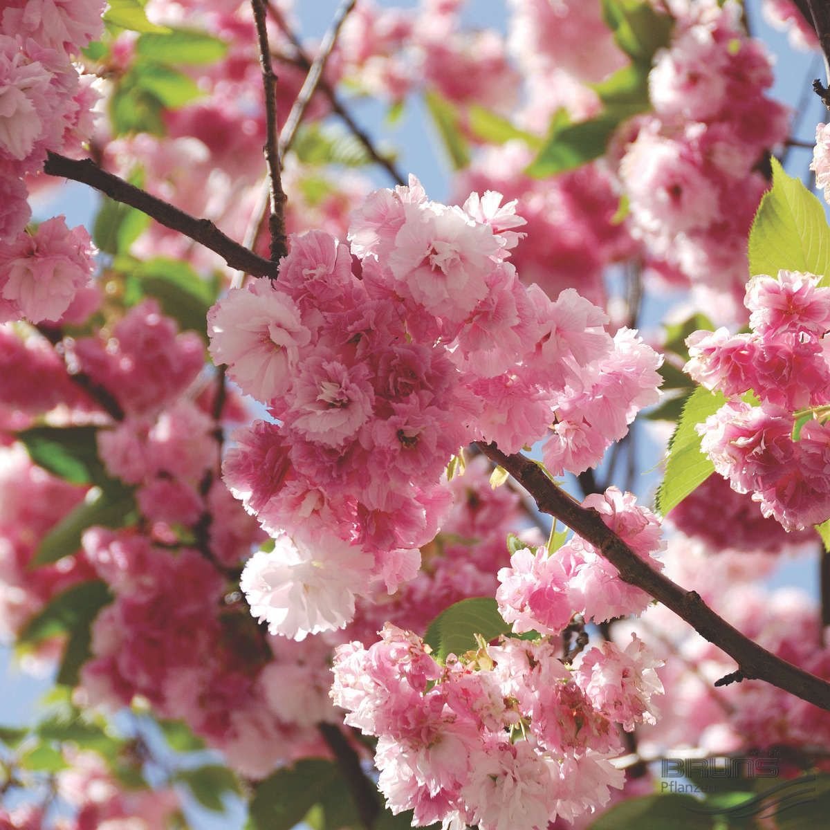 Сакура Prunus serrulata