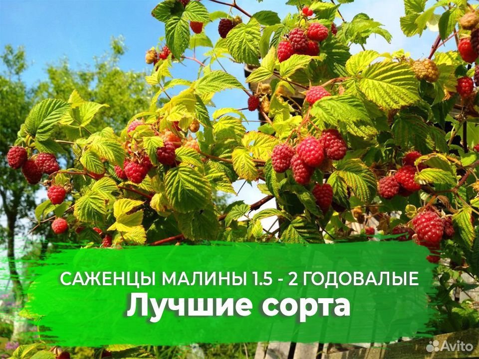 Малина кустарник