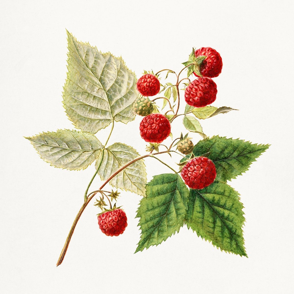Rubus idaeus Ботанический рисунок