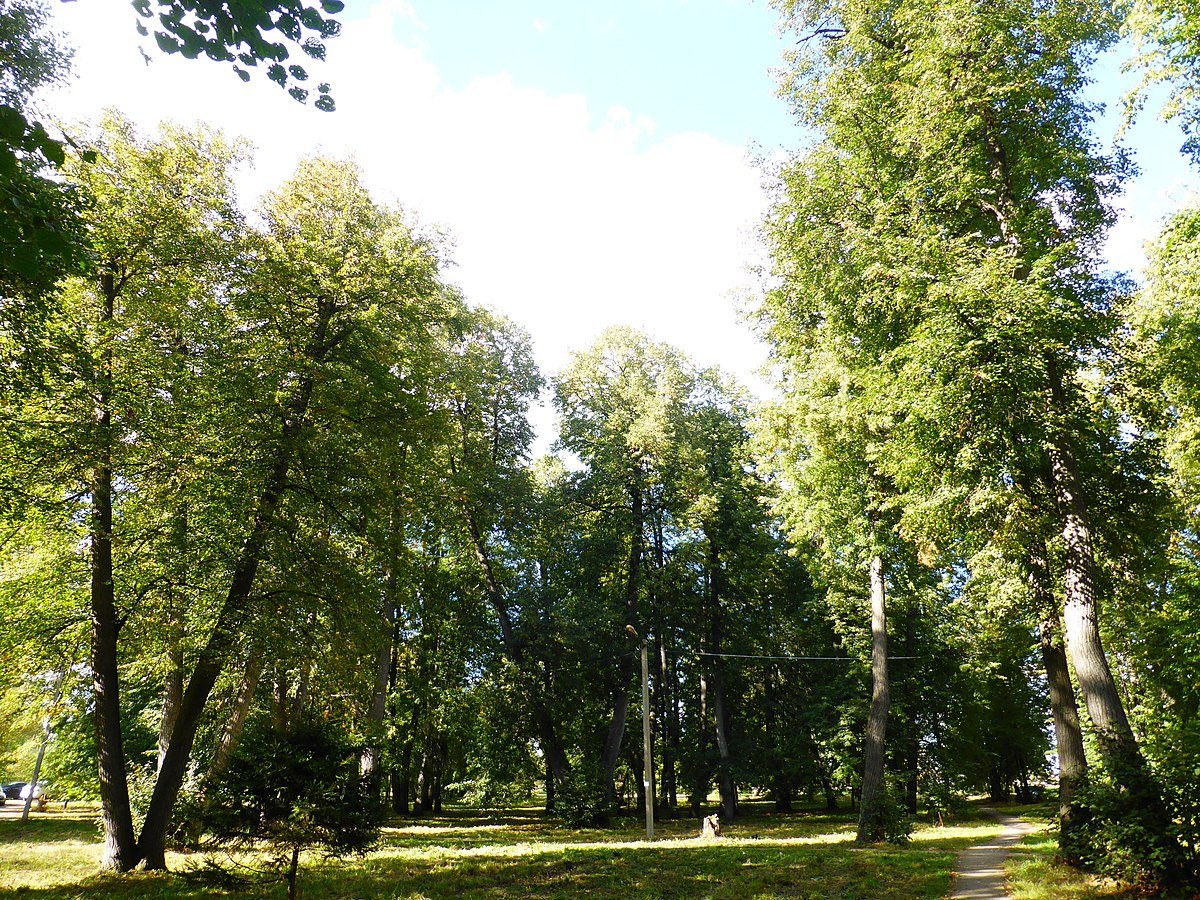 Липовая роща Ярославль