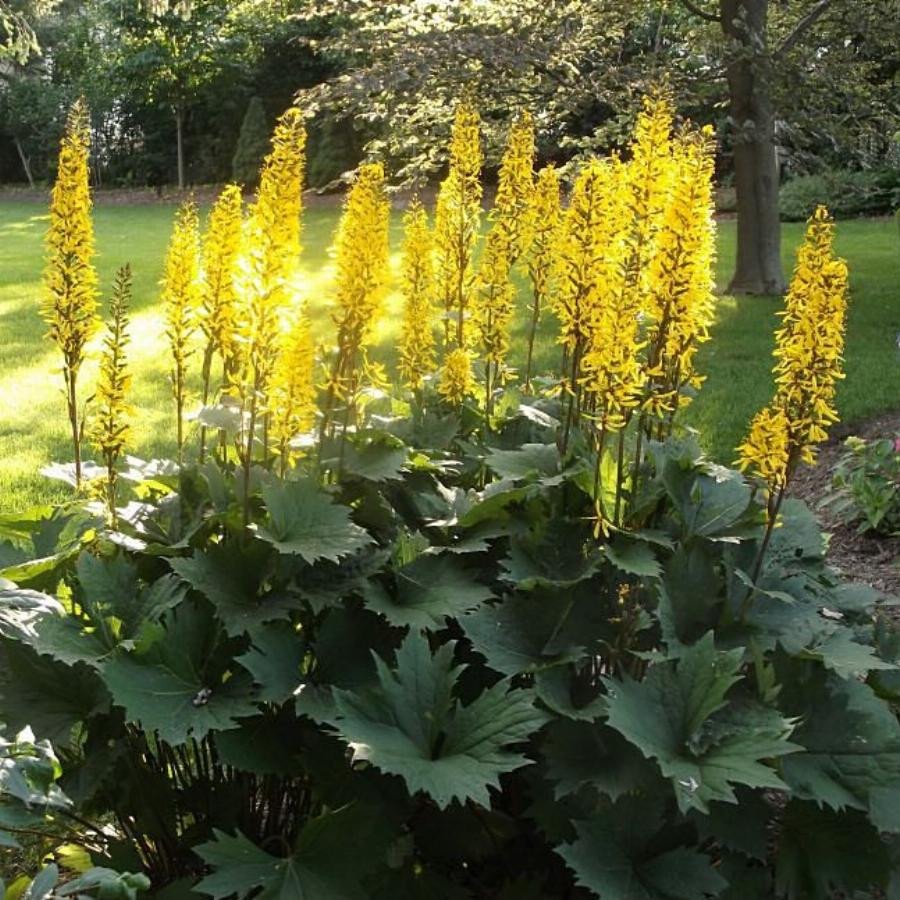 Бузульник Пржевальского Ligularia przewalskii