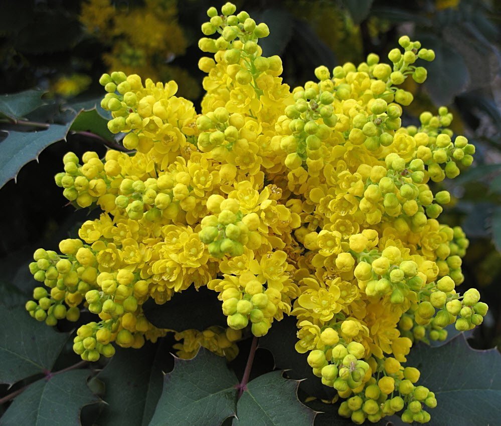 Магония падуболистная Mahonia aquifolium