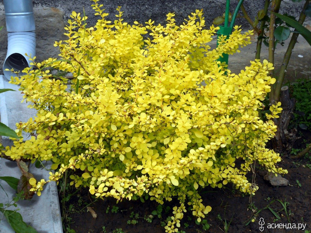 Барбарис Тунберга Aurea