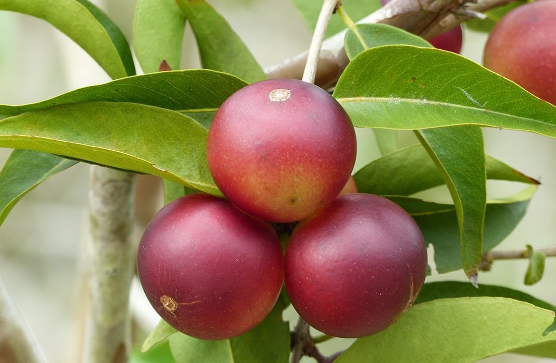 Myrciaria dubia