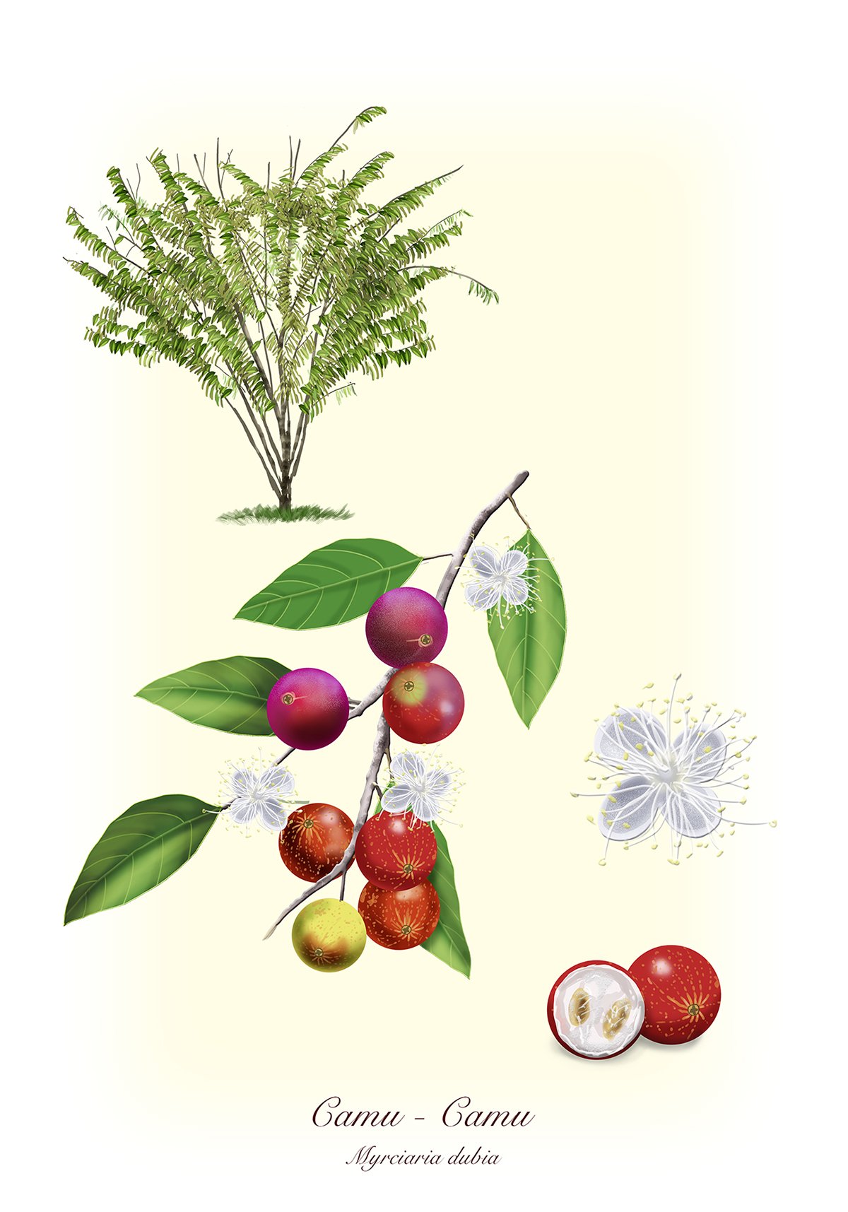 Fruits of Plants