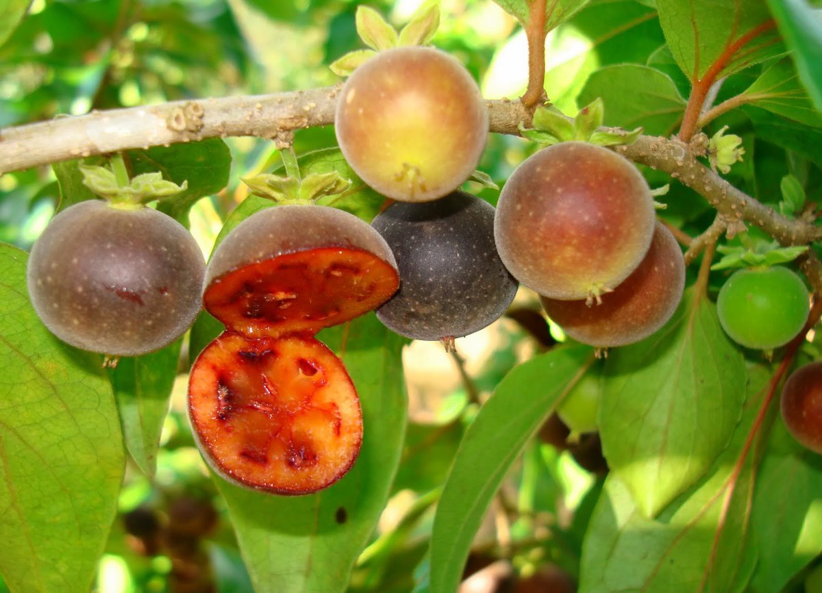 Dovyalis hebecarpa
