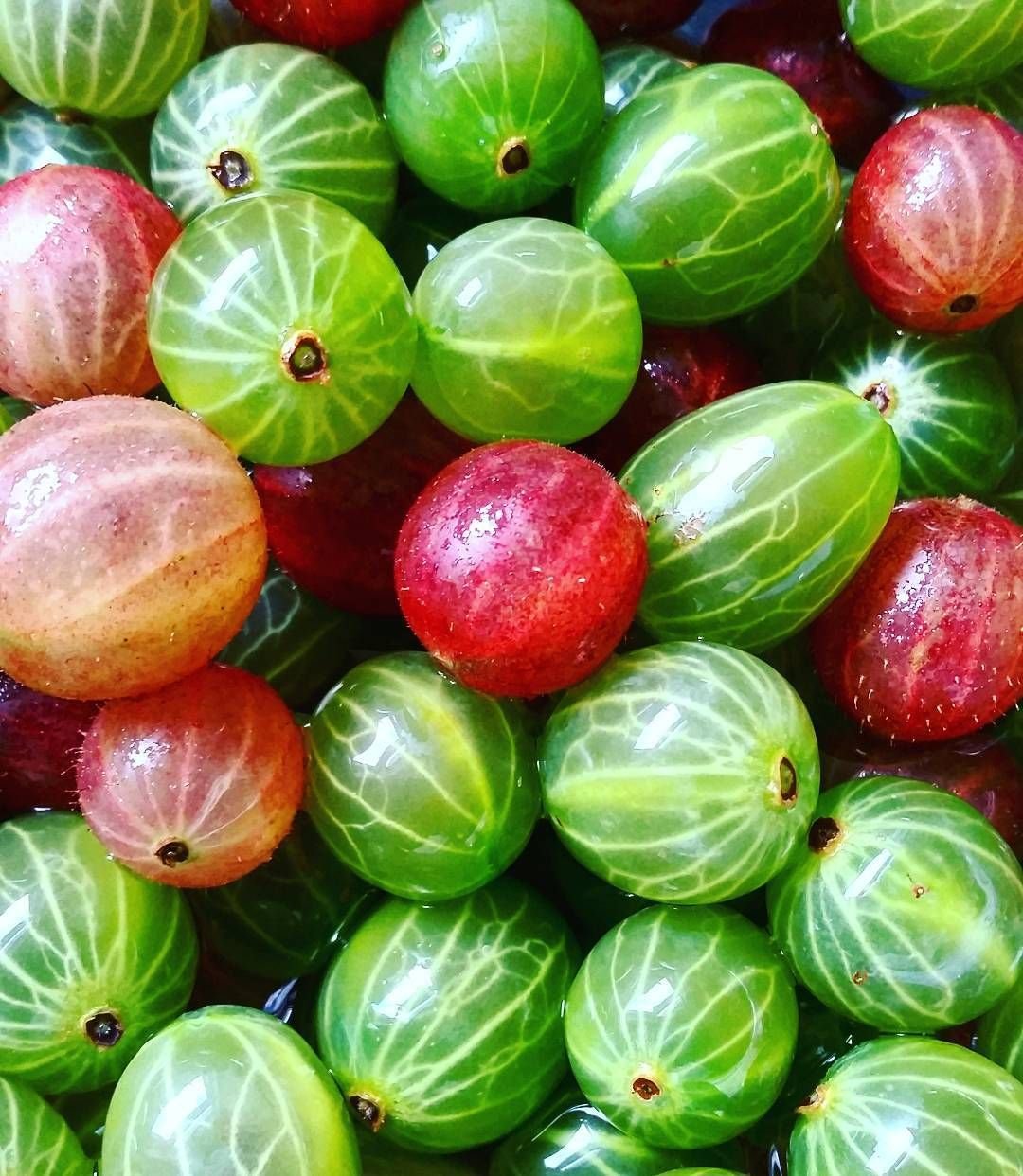 Крыжовник арбузики