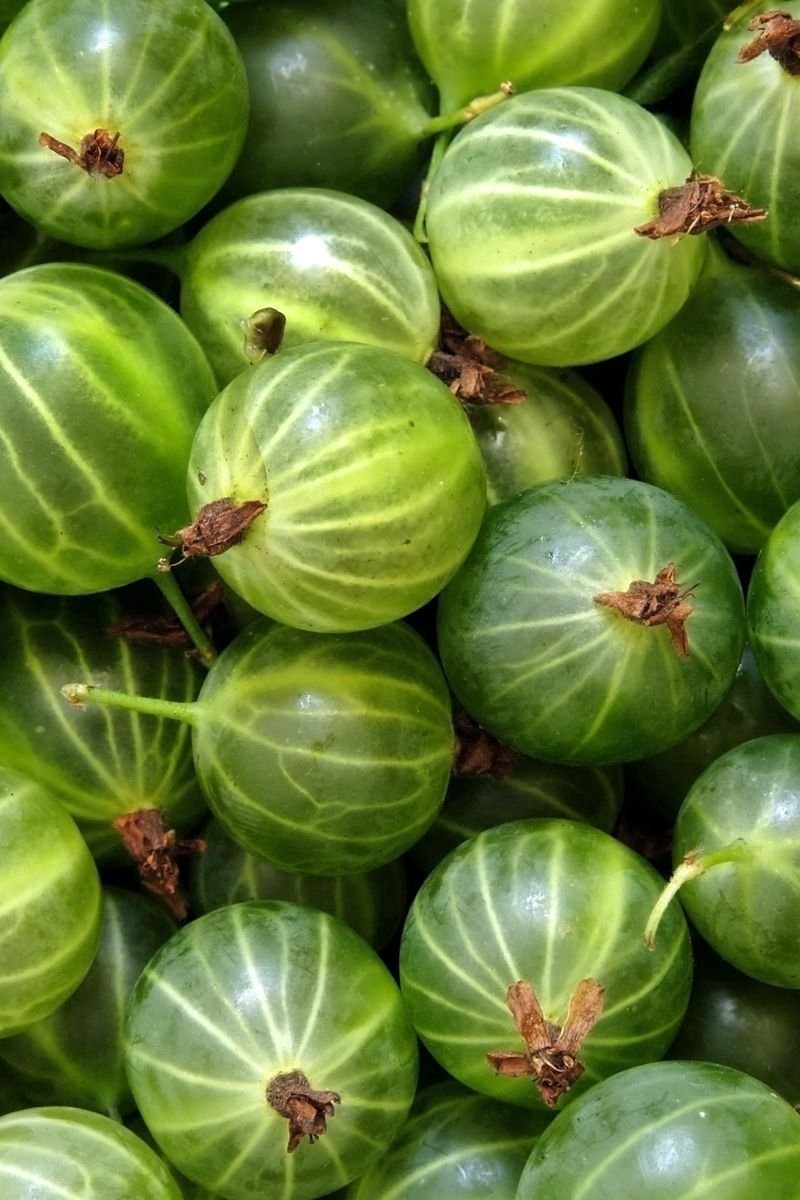 Крыжовник Gooseberry