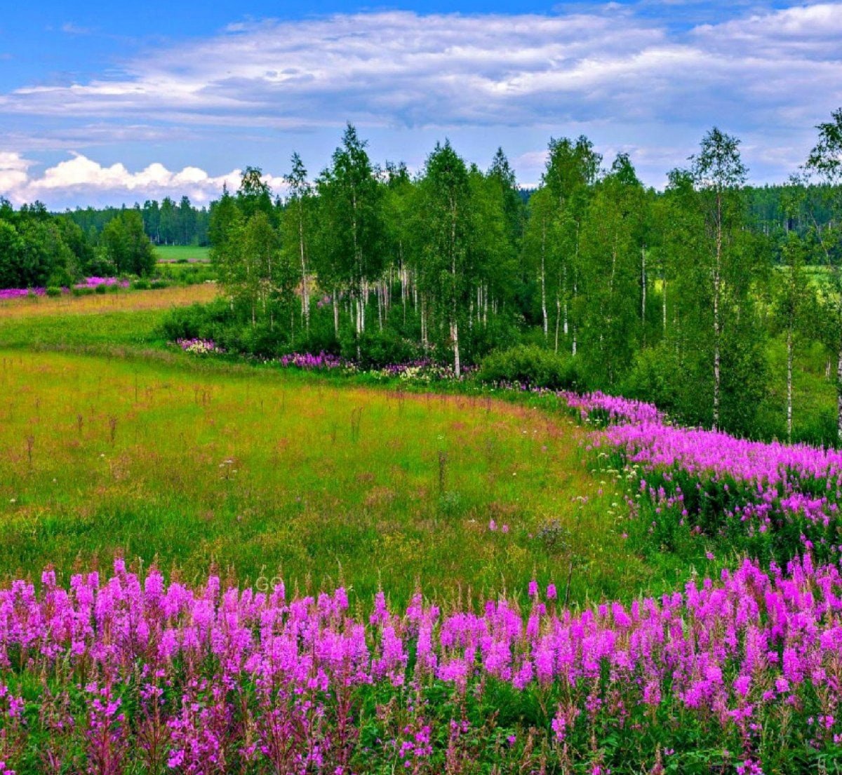 Растения Луга Иван чай