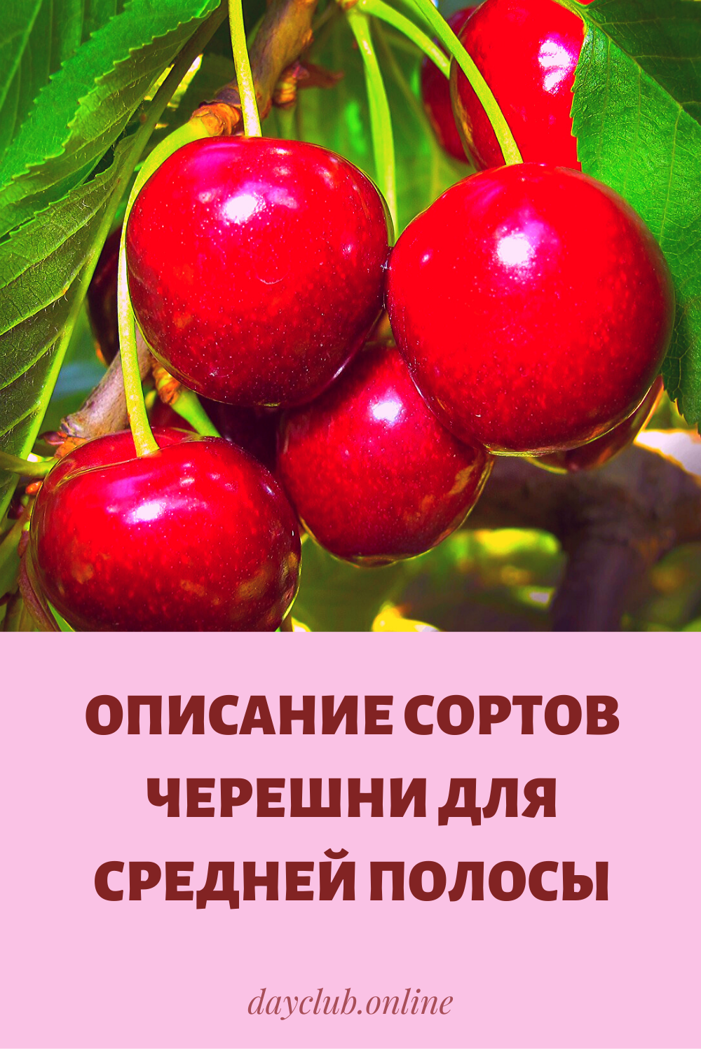 Сорта черешни для средней полосы