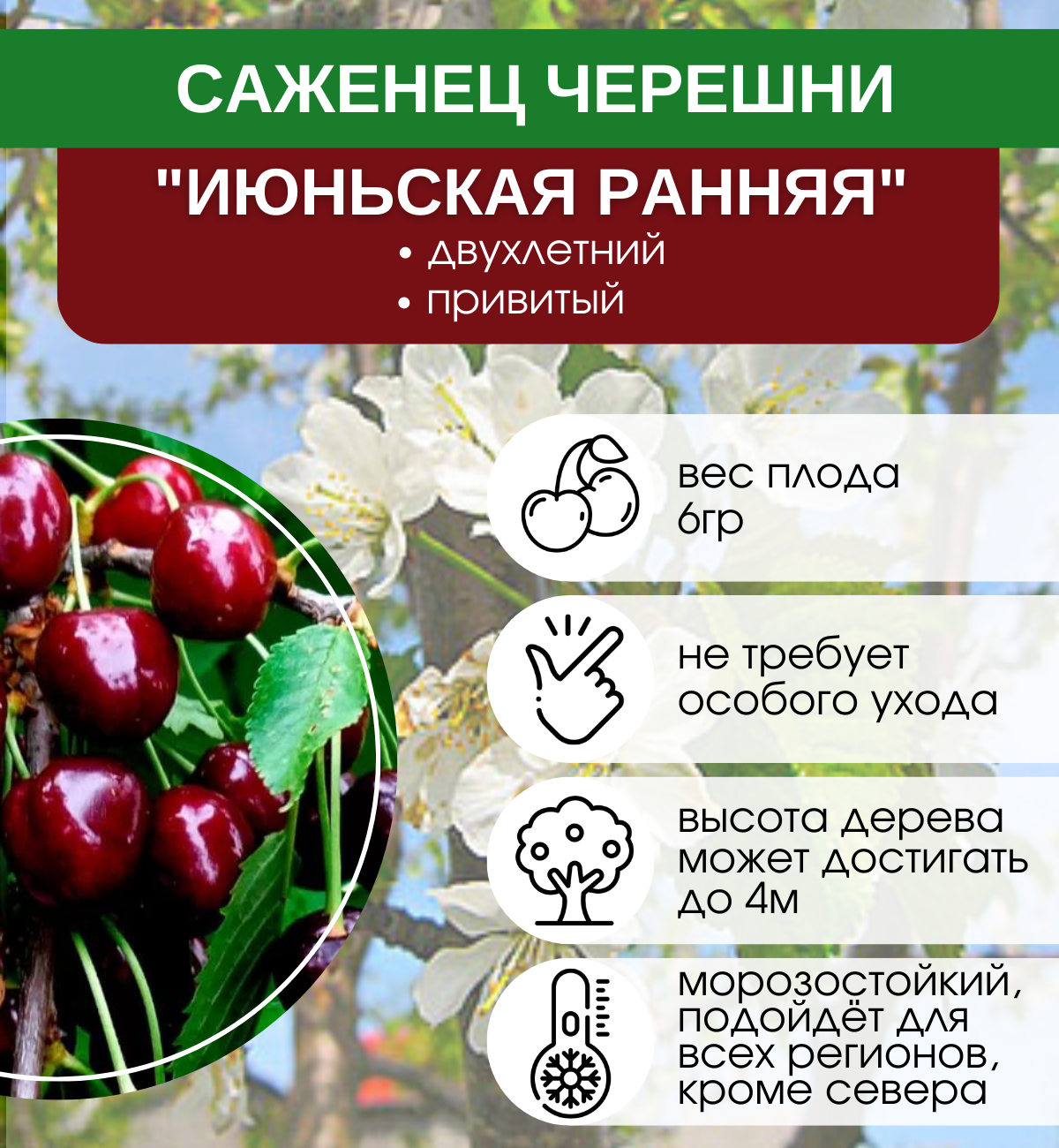 Черешня подарок Степанову