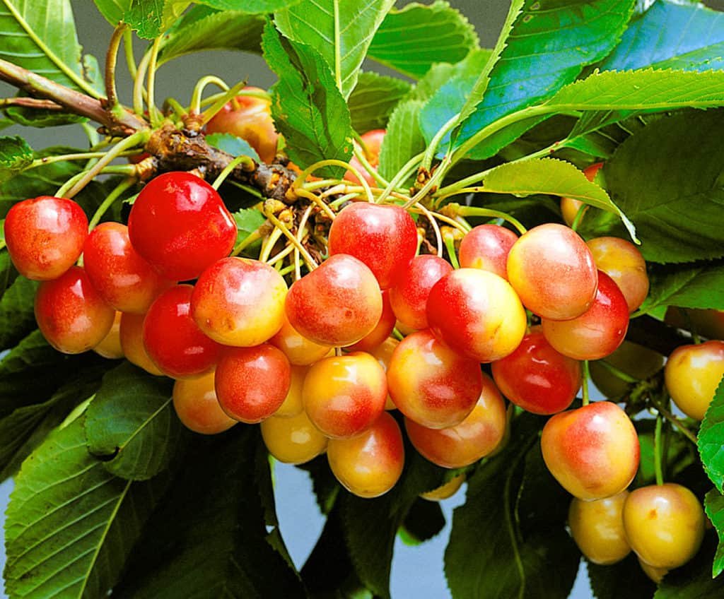 Черешня ранняя для средней полосы