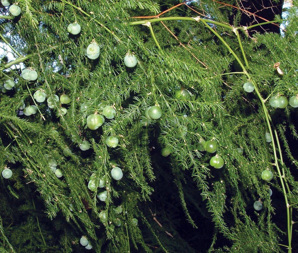 Asparagus plumosus плоды