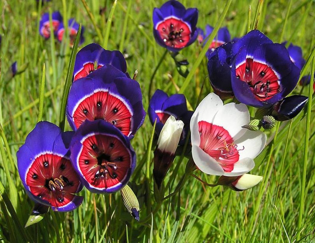 Geissorhiza Radians