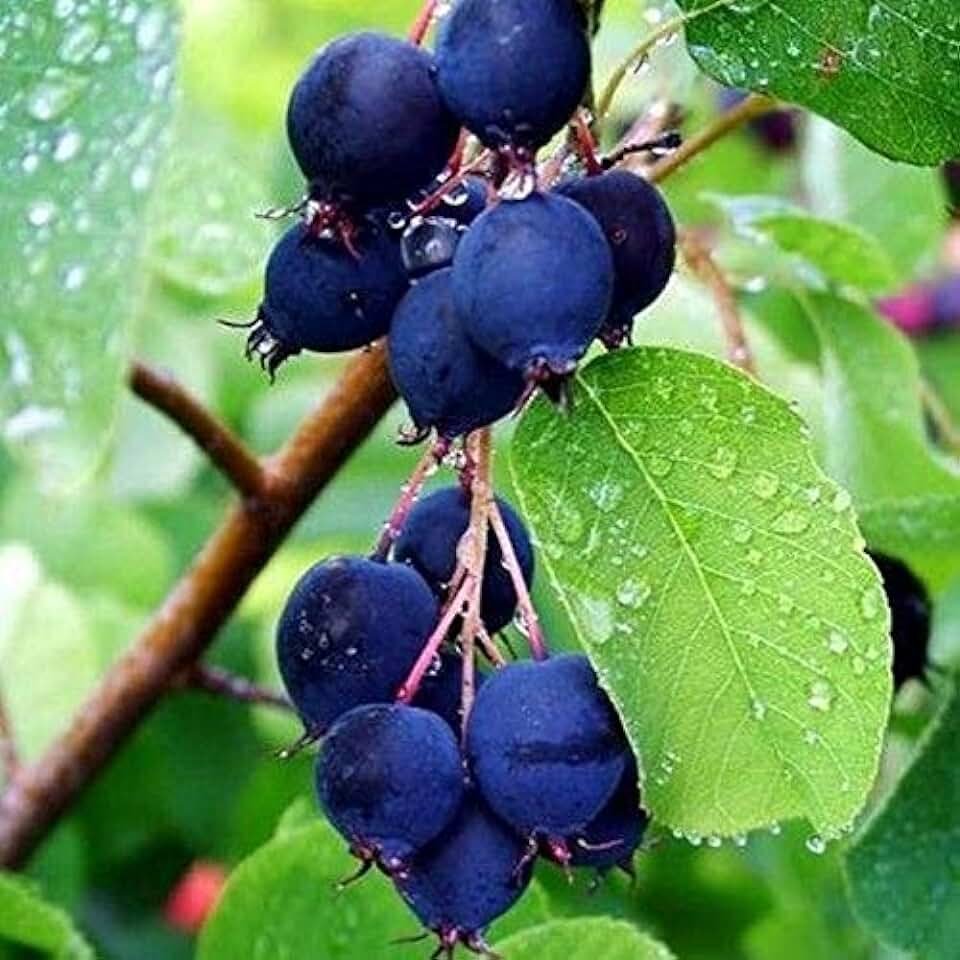 Ирга ольхолистная Saskatoon Berry