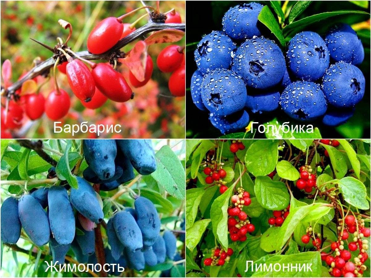 Садовые ягоды кустарники