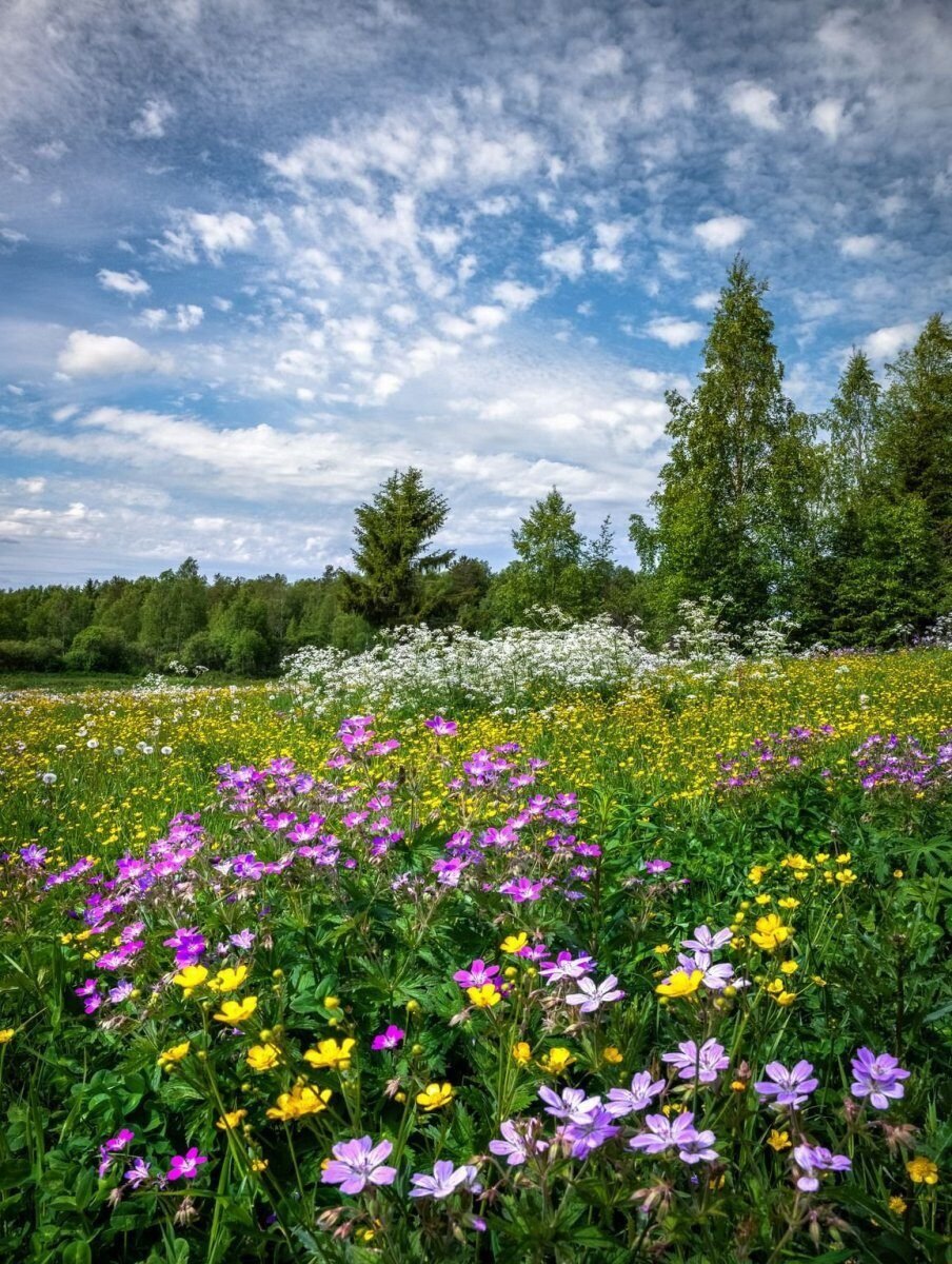 Летний пейзаж