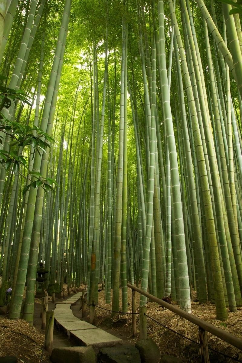 Phyllostachys edulis Moso