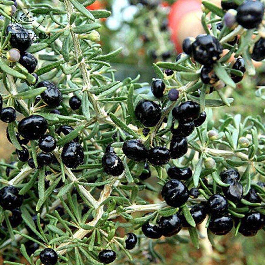 Lycium ruthenicum