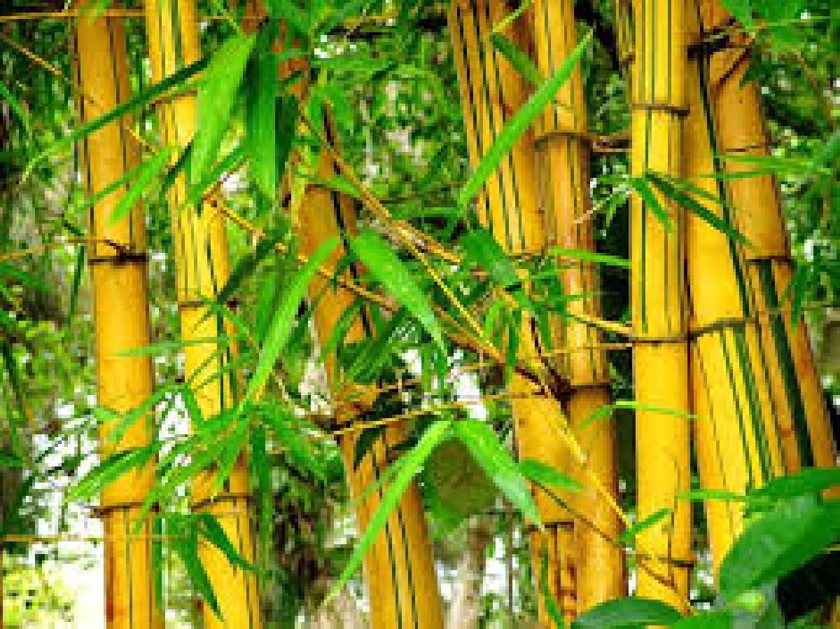 Yellow Groove Bamboo