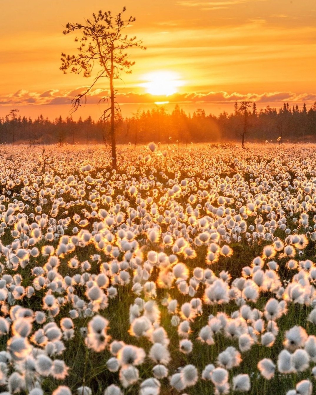Солнце