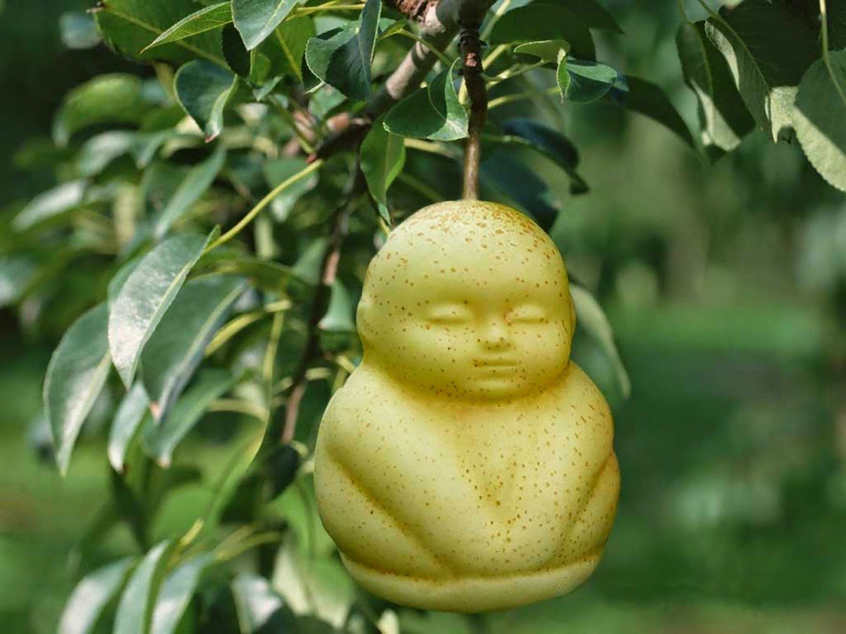 Китайская груша Будда