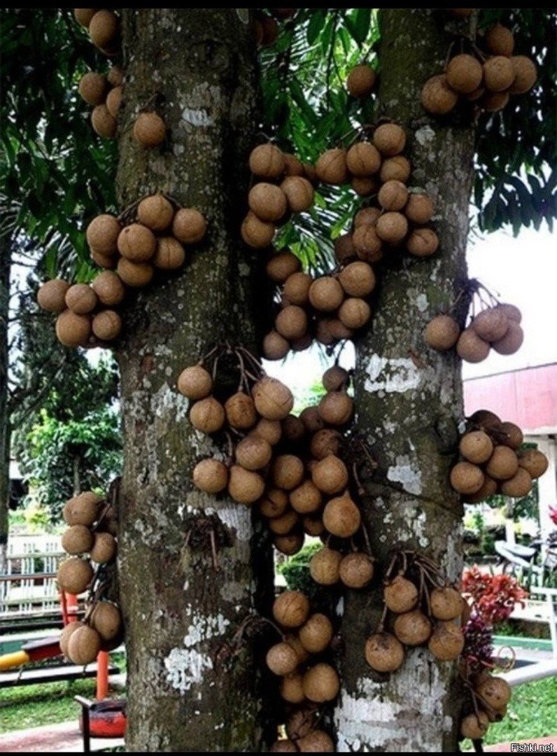 Stelechocarpus burahol