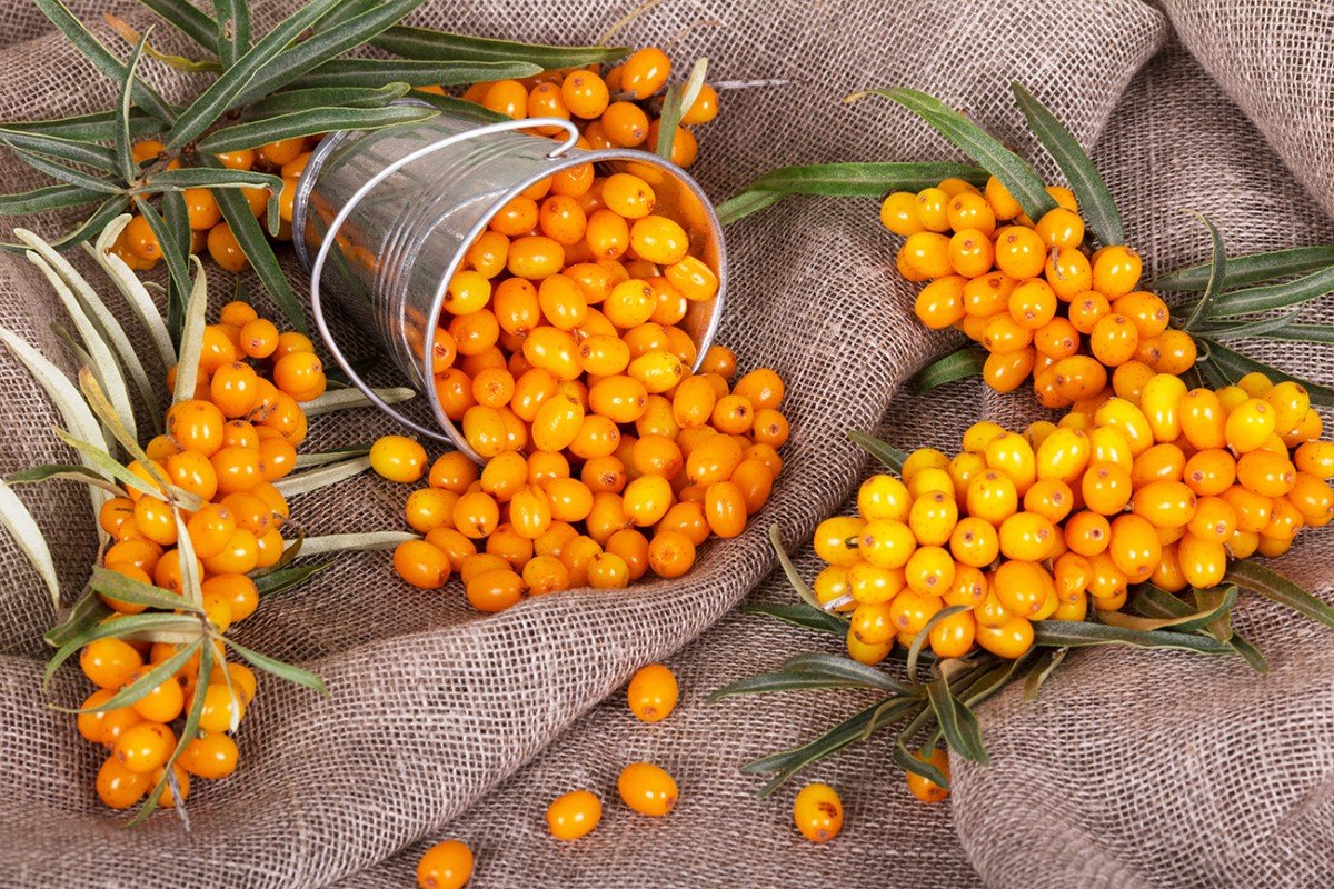 Облепиха Hippophae