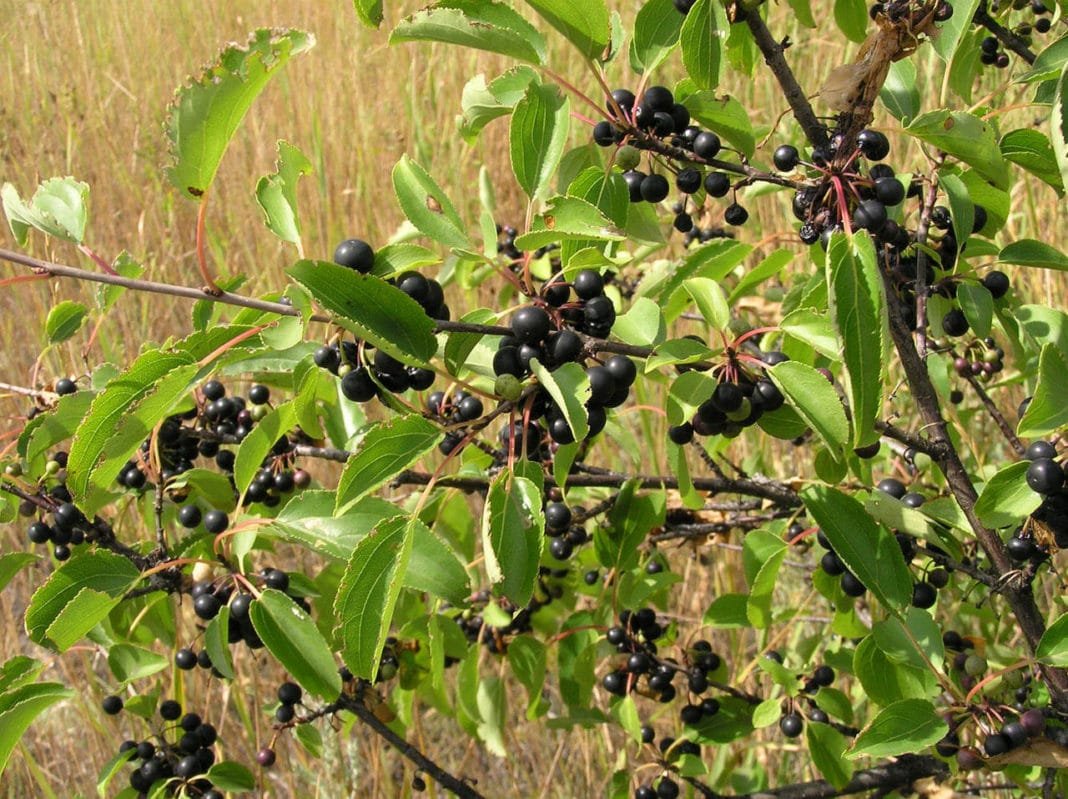 Крушина слабительная (Rhamnus cathartica)