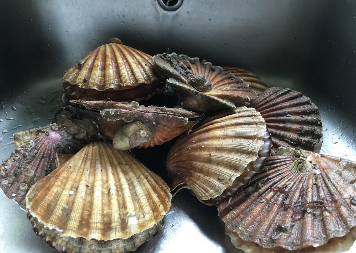 Морской гребешок Дальневосточный