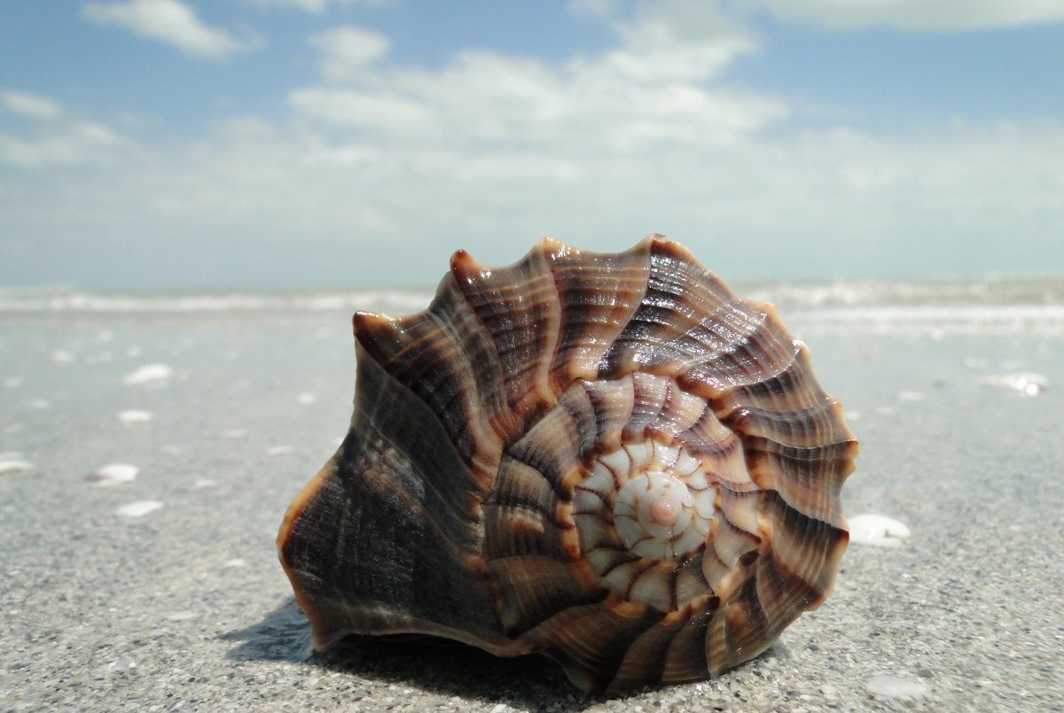 Морская раковина