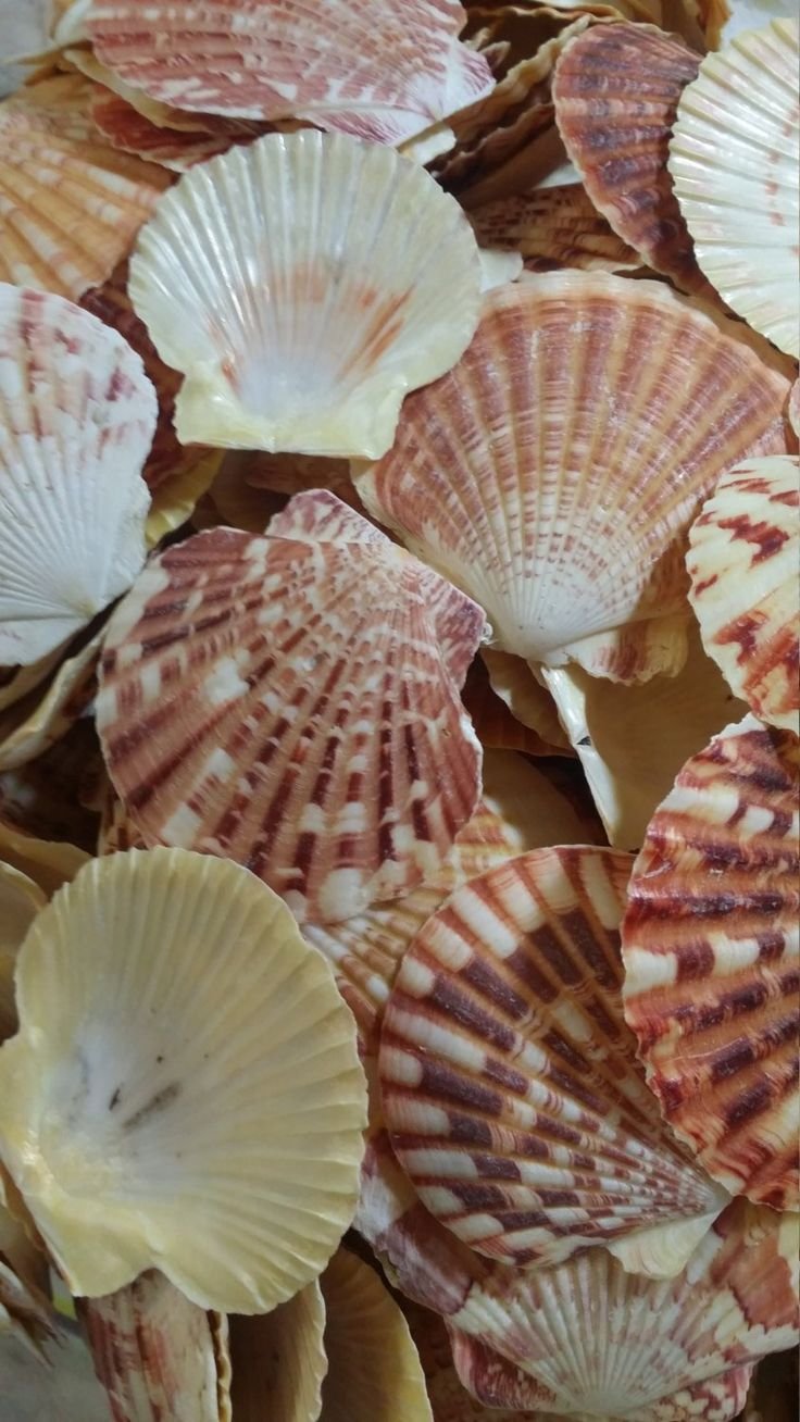 Раковина морского гребешка