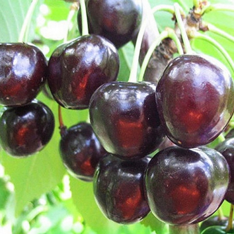Самая крупная черешня