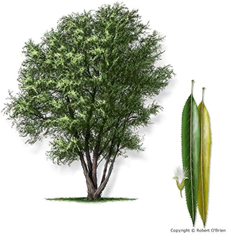 Ива кустарник