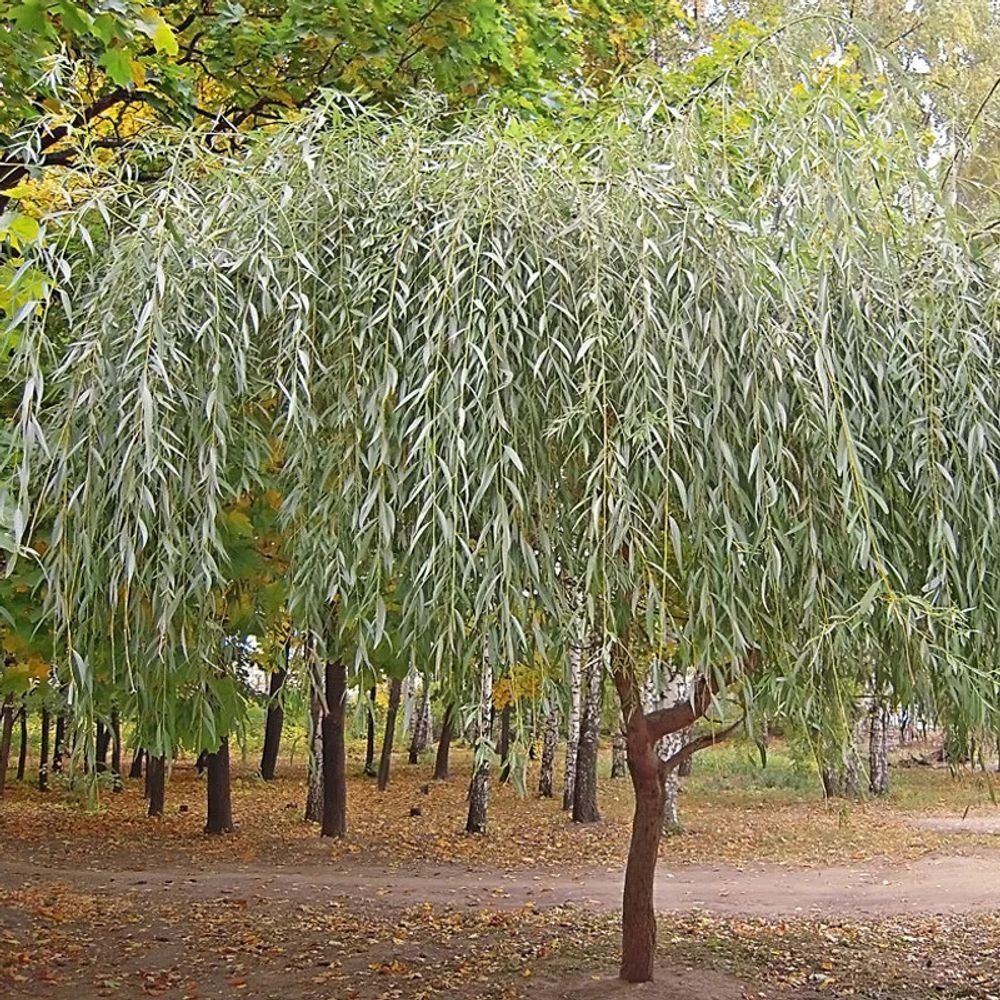 Ива белая (Salix Alba)