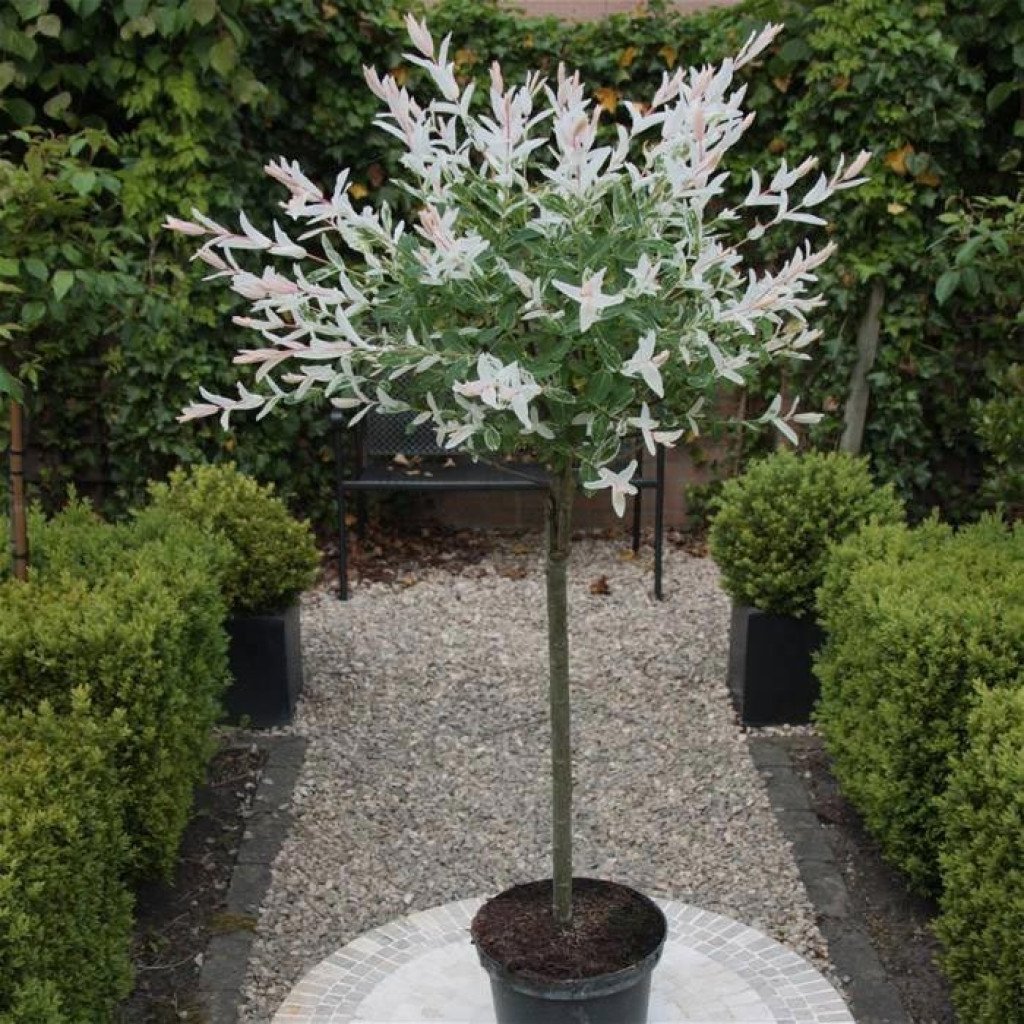 Ива Salix Integra Hakuro-Nishiki
