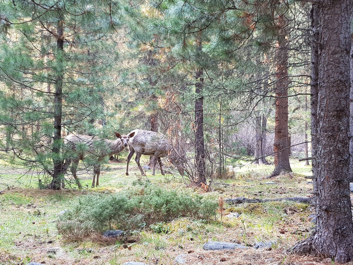 Жители тайги