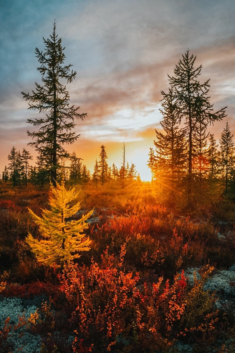 Тундра Сибири