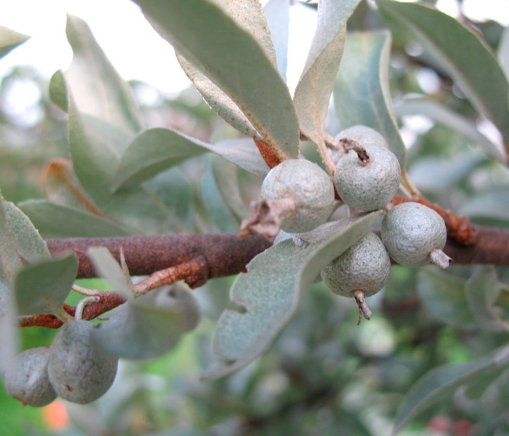 Лох серебристый (Elaeagnus commutata)
