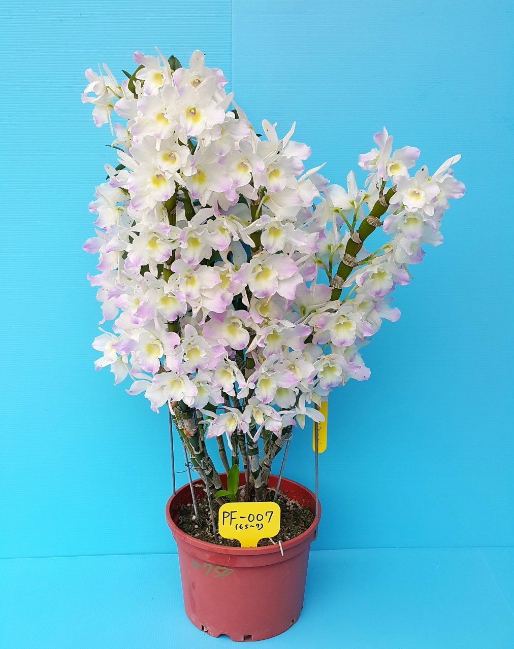 Орхидея Дендробиум (Dendrobium)