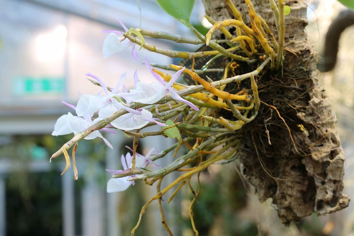 Dendrobium striolatum