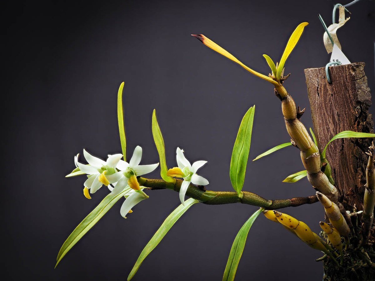 Dendrobium scabrilingue
