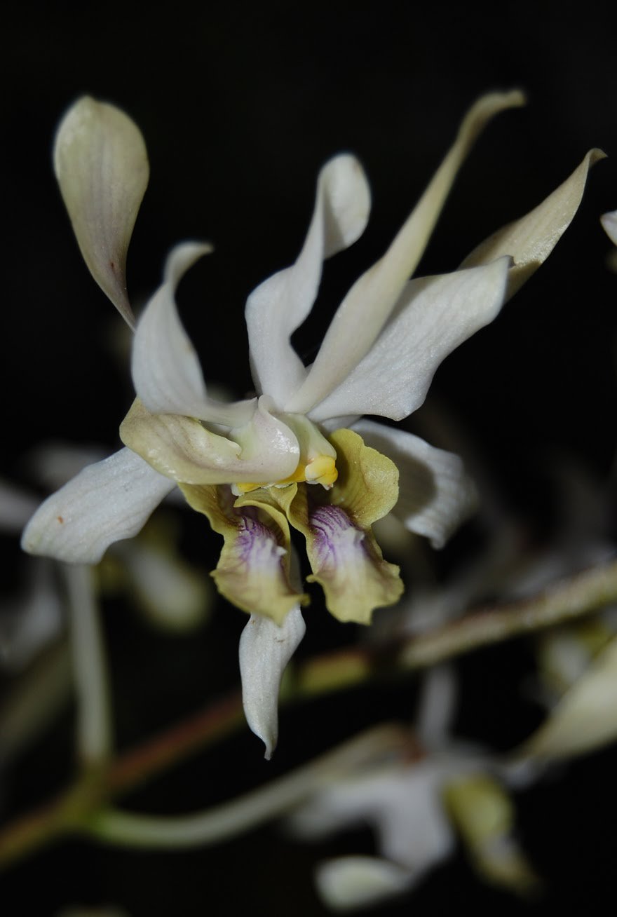 Dendrobium Aussie Star