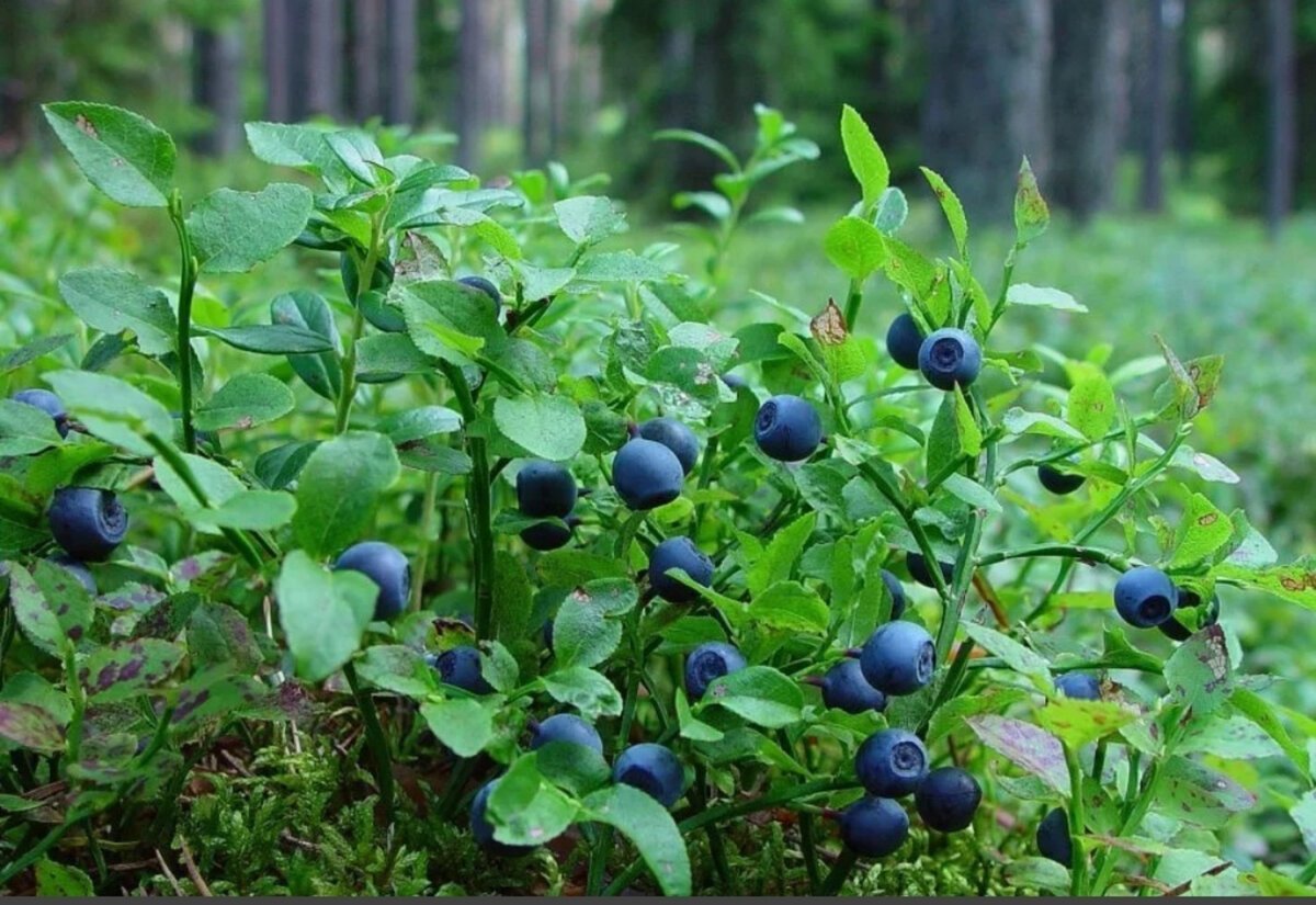 Дикая кустовая ягода