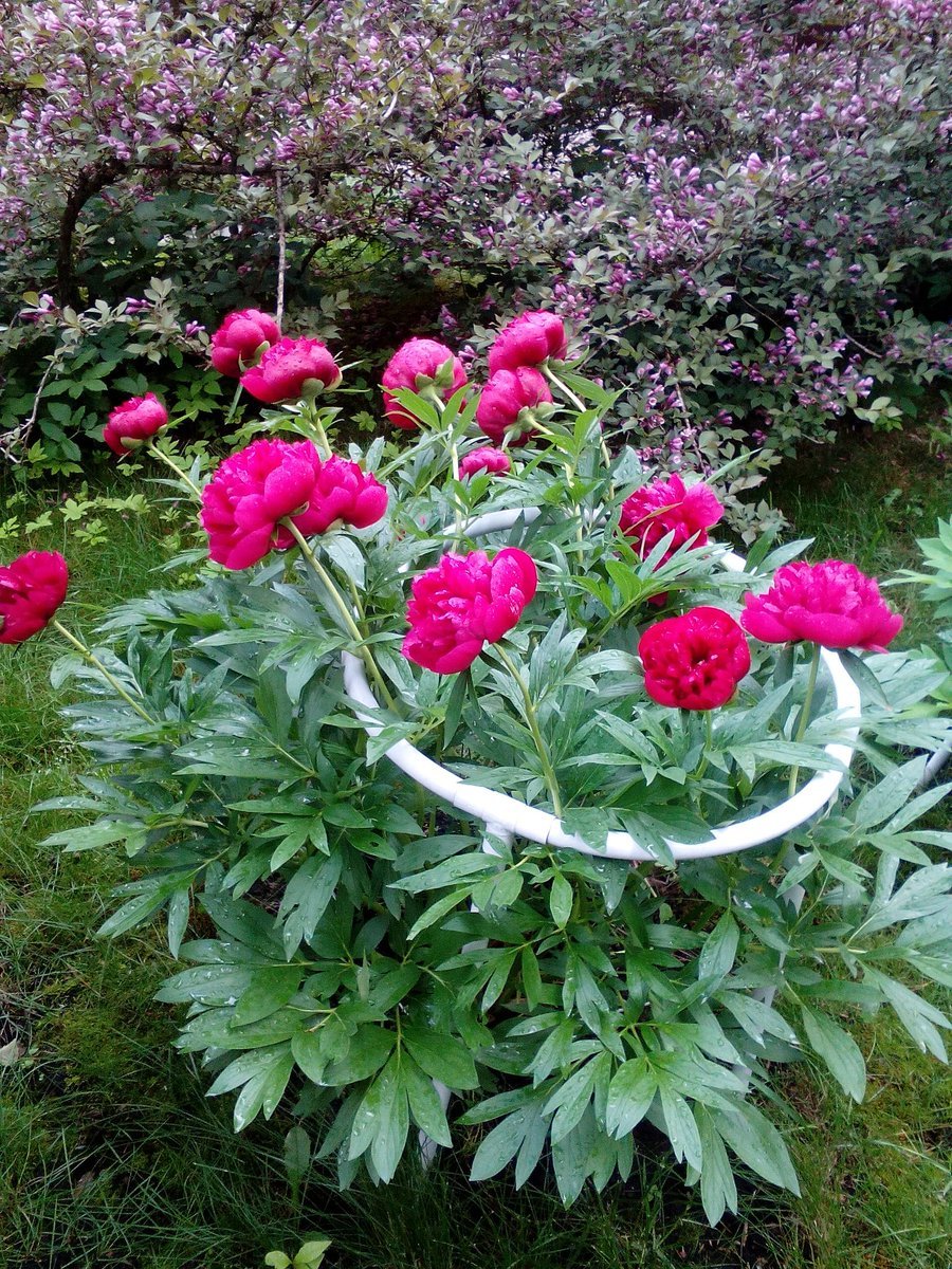 Пионы с однолетниками
