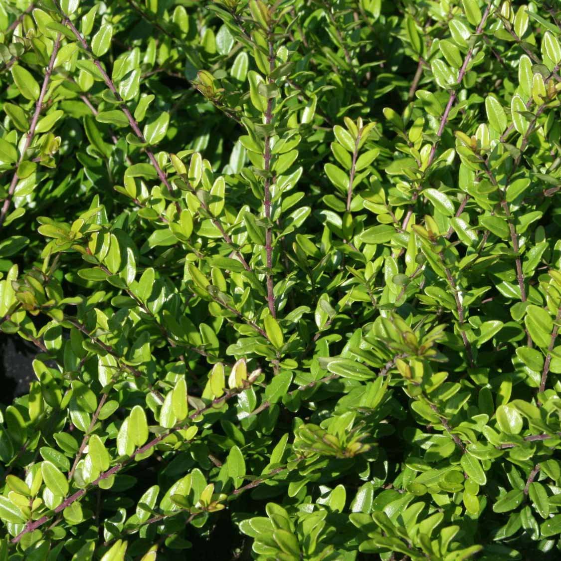 Lonicera nitida Elegant