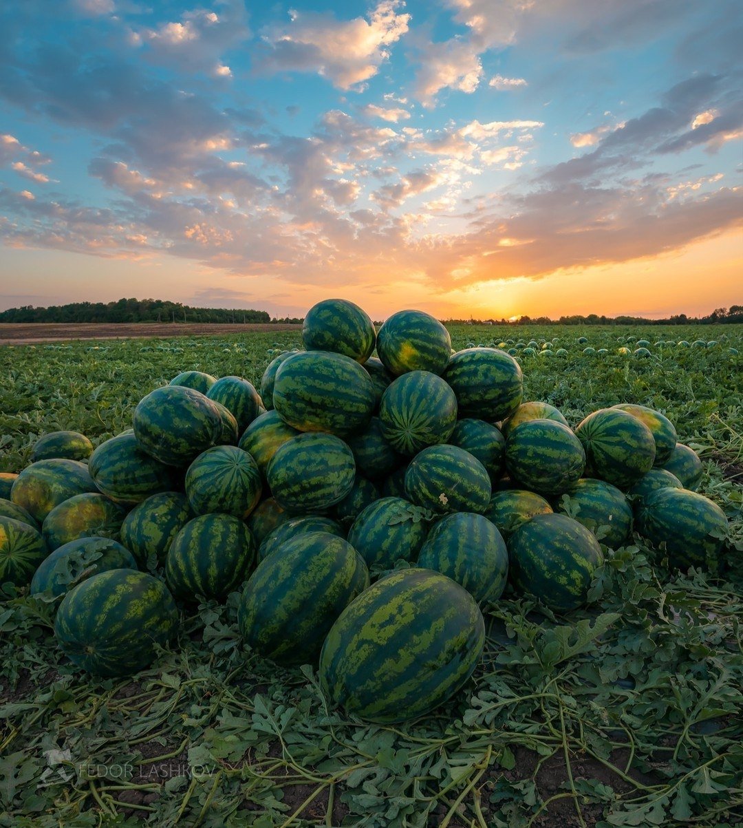 Купи человеку Арбуз и он
