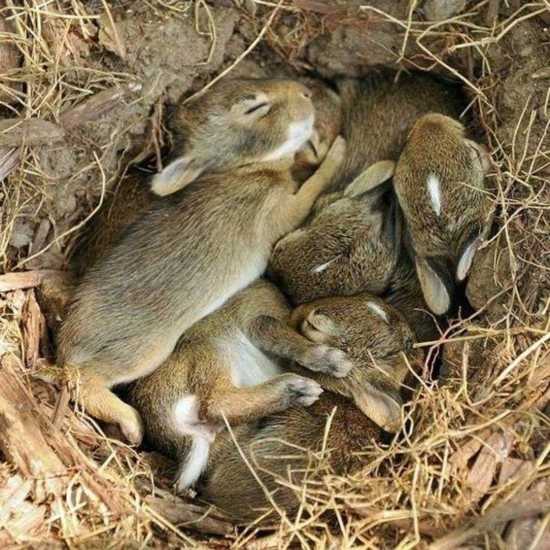 Зайчата листопаднички